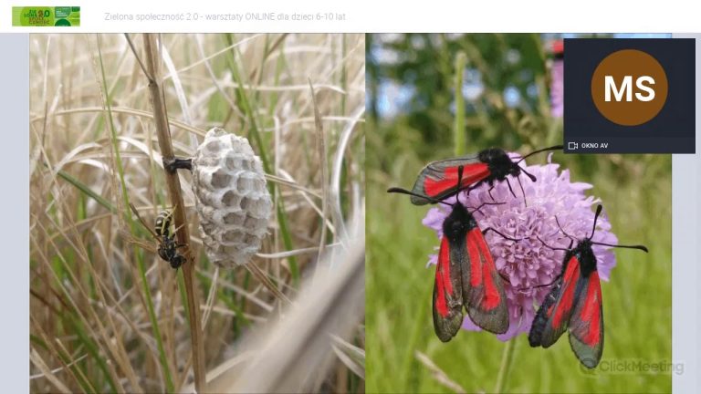 Co to jest bioróżnorodność? Warsztat dla dzieci z Mateuszem Skłodwskim 7.07.2020