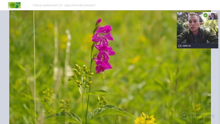 Łąka w donicy i na balkonie – warsztaty z Mateuszem Skłodowskim 02.06.2020