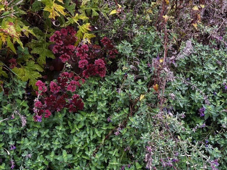 Botanischer Spaziergang mit Adam Kapler am 1.10.2022