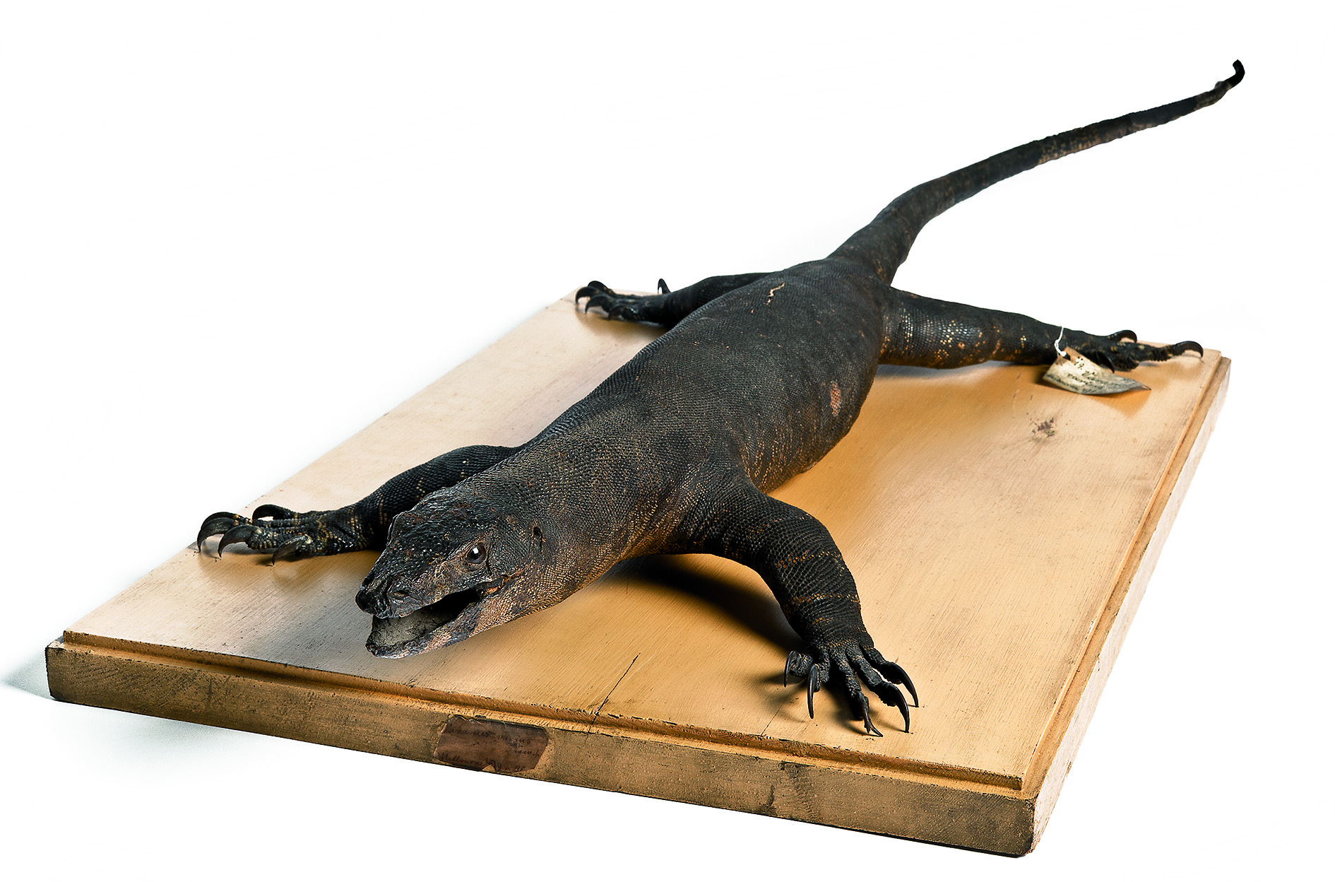 „Der Naturforscher oder Wilhelm von Blandowski in Australien“ – eine Ausstellung des Museums in Gliwice