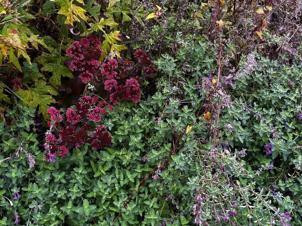 Spacer botaniczny z Adamem Kaplerem w Ogrodach Polsko-Niemieckich 01.10.2022